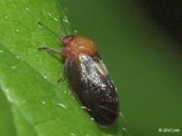 Hackberry Psyllid