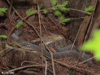 Unknown juvenile, shedding, check eyes