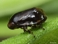 Spittlebug