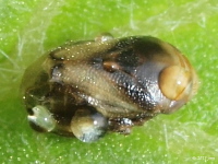 Spittlebug