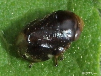 Spittlebug