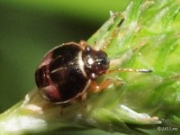 Stink Bug Nymph