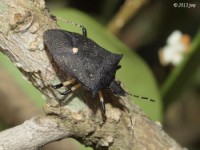 Black Stink Bug