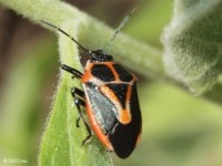 Predatory Stink Bug