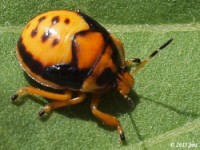 Stink Bug Nymph