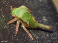 Treehopper Nymph