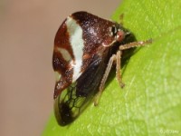 Treehopper