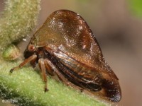 Treehopper