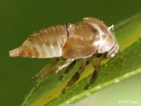 Treehopper Exuvia