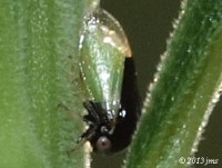 Treehopper