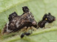 Treehopper