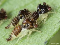 Treehopper Nymphs