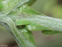 Treehopper Nymphs