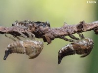 Treehopper Nymphs