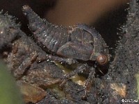 Treehopper Nymph