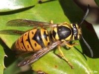 Queen Eastern Yellowjacket