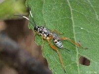 Ichneumon Wasp