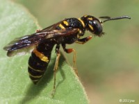 Beewolf Wasp