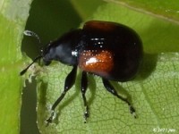 Oak Leafrolling Weevil