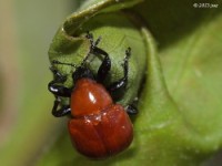 Leafrolling Weevil