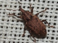 Weevil