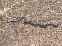 Yellow-Bellied Water Snake