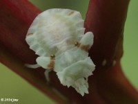 Jagged Ambush Bug Nymph