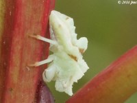 Jagged Ambush Bug Nymph