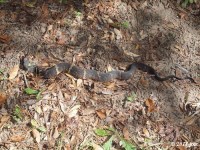 Broad-banded Water Snake