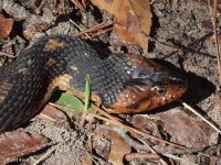 Broad-banded Water Snake