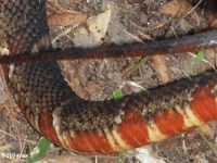 Broad-banded Water Snake