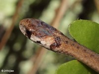 Texas Brown Snake