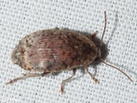 Locust Bean Weevil