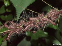 Walnut Caterpillar Moth