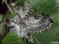 Walnut Caterpillar Moth