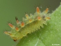 Spiny Oak Slug Moth Caterpillar