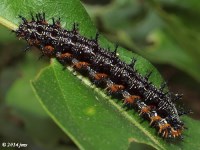 Common Buckeye Butterfly Caterpillar