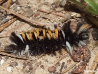 Milkweed Tussock Moth Caterpillar