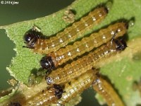 Pink-striped Oakworm Moth Caterpillar