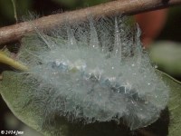 Spun Glass Slug Moth Caterpillar