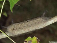 Spotted Apatelodes Moth Caterpillar