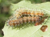 IO Moth Caterpillar