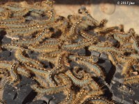 Forest Tent Caterpillar (Moth)