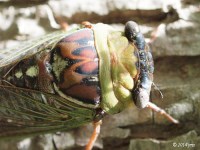 Cicada