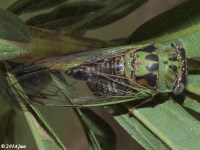 Plains Dog-day Cicada