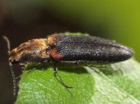 Click Beetle