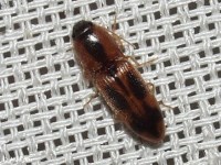 Click Beetle