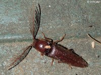 Click Beetle