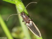 Click Beetle