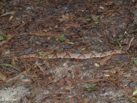 Southern Copperhead Snake